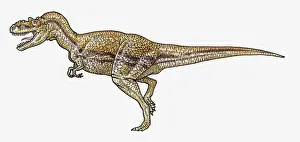 Carnivora Prints: Illustration of Albertosaurus tyrannosaurid theropod dinosaur