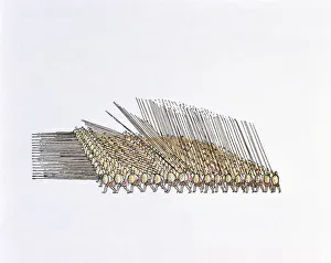 Alexander the Great (356 bc-323 bc) Collection: Illustration of Alexander the Greats infantry, marching in phalanx formation