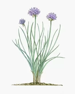 Studio Image Gallery: Illustration of Allium schoenoprasum (Chives), herbaceous perennial with pale purple flowers and lon
