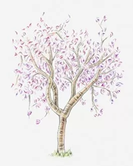 In Bloom Gallery: Illustration of almond tree in bloom