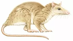 Images Dated 31st October 2008: Illustration of Alphadon, a small, furry, primitive mammal