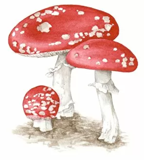 Plant Stem Gallery: Illustration of Amanita muscaria (Fly agaric) a poisonous, psychoactive basidiomycete fungus with red