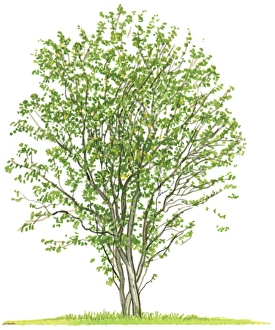 Images Dated 31st October 2008: Illustration of Amelanchier alnifolia (Saskatoon Berries), a small tree showing shape of canopy