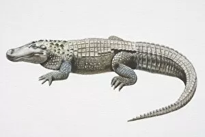 Illustration, American Alligator (Alligator mississippiensis) with slit-like eyes, side view