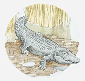 Alligator Prints: Illustration of American alligator (Alligator mississipiensis) on muddy shore