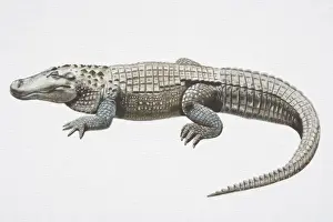 Aquatic Prints: Illustration, American Alligator (Alligator mississippiensis) with slit-like eyes