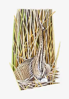 Reed Grass Family Prints: Illustration of American Bittern (Botaurus lentiginosus) sitting on eggs in nest camouflaged by long grass and reeds