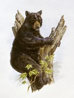 Illustration of American Black Bear (Ursus americanus) sitting in fork of tree