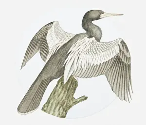 Tree Stump Prints: Illustration of American darter (Anhinga anhinga) on tree stump with wings spread