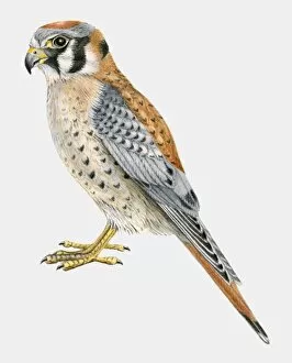 Illustration of an American kestrel (Falco sparverius), side view