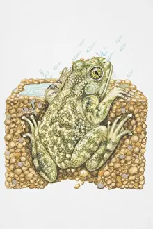 Digging Prints: Illustration, American Spadefoot Toad (Scaphiopus sp)