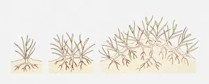 Illustration of Ammophila areanaria (Marram grass) growing in coastal sands, building up into a dune, multiple image