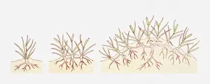 Illustration of Ammophila areanaria (Marram grass) growing in coastal sands, building up into a dune, multiple image