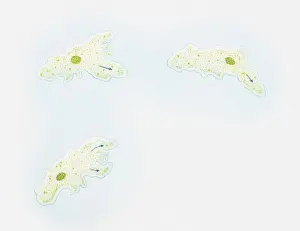 Micro Organism Prints: Illustration of how an amoeba moves