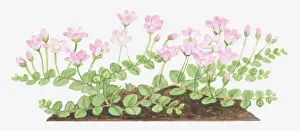 Creeper Plant Prints: Illustration of Anagallis tenella (Bog pimpernel), leaves and pink flowers
