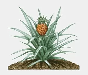 Images Dated 2nd September 2009: Illustration of Ananas comosus (Pineapple), herbaceous perennial plant showing green leaves and ripe