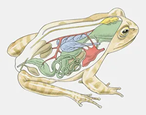 Images Dated 11th March 2010: Illustration of anatomy of frog