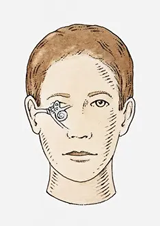 Human Ear Prints: Illustration of anatomy of human ear