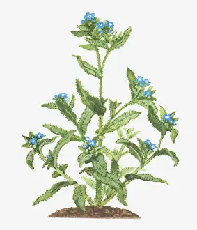 Illustration of Anchusa arvensis (Bugloss), leaves and blue flowers