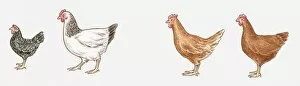 Images Dated 14th April 2010: Illustration of Ancona Bantam, Light Sussex, Isa Brown, and Rhode Island Red chickens