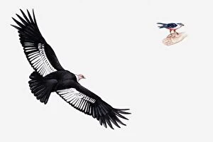 Spread Wings Gallery: Illustration of Andean Condor ((Vultur gryphus) in flight, and African Pygmy-falcon