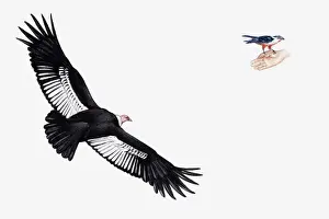 Human Hand Prints: Illustration of Andean Condor ((Vultur gryphus) in flight