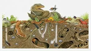Non Urban Scene Gallery: Illustration of animals above ground and in burrows