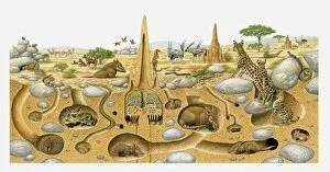 Animal Behaviour Gallery: Illustration of animals living in desert above and and in burrows