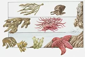 Barnacle Collection: Illustration of animals living on the shore beneath beach surface, channelled wrack