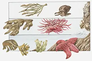 Starfish Prints: Illustration of animals living on the shore beneath beach surface