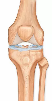 Surface Gallery: Illustration of the anterior knee, articular surface meniscus