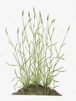 Spiked Gallery: Illustration of Anthoxanthum odoratum (Sweet Vernal Grass) wild grass with flower spikes growing