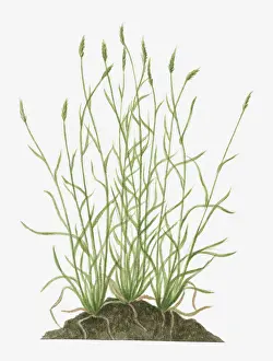 Fragility Prints: Illustration of Anthoxanthum odoratum (Sweet Vernal Grass) wild grass with flower spikes growing on mound