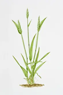 Illustration of Anthoxanthum Odoratum (Vanilla grass)