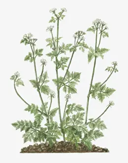 Umbel Prints: Illustration of Anthriscus cerefolium (Chervil)