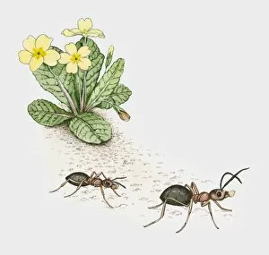 Symbiotic Relationship Collection: Illustration of ants carrying primrose seeds