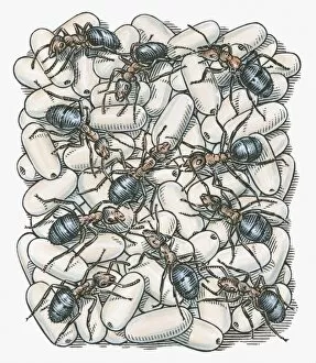 Images Dated 20th November 2009: Illustration of ants on top of eggs