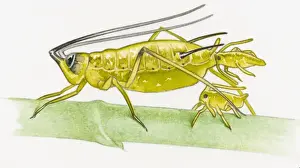 Togetherness Prints: Illustration of Aphid (Aphidoidea) giving birth to live young or nymph