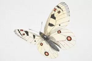 Images Dated 12th September 2006: Illustration, Apollo (Parnassius apollo), white butterfly with red and black spots