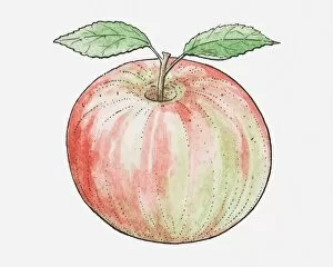 Illustration of an apple with leaves attached