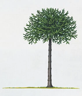 Green Gallery: Illustration of Araucaria araucana (Monkey Puzzle) tree