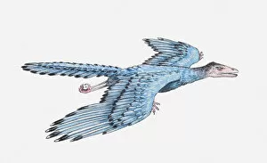 Illustration of an Archaeopteryx in flight, Jurassic period