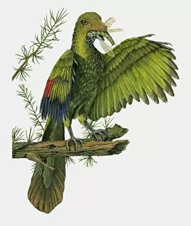 Spread Wings Gallery: Illustration of Archaeopteryx perched on branch with dragonfly in beak