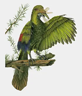 Two Animals Prints: Illustration of Archaeopteryx perched on branch with dragonfly in beak