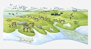Images Dated 13th April 2010: Illustration of Arctic Fox, Skua, Hare, Wolf, Caribous and Bison on Arctic landscape in Spring