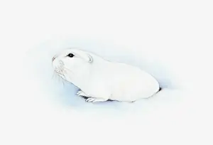 Illustration of Arctic Lemming (Dicrostonyx torquatus) emerging from hole in snow
