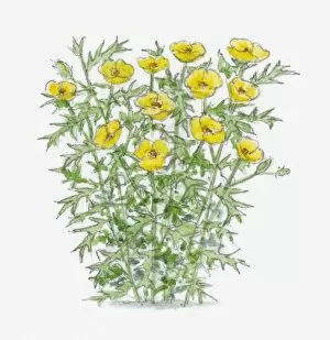 Illustration of Argemone subfusiformis with yellow flowers and spiked green leaves on long stems