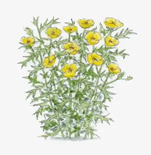 Spiked Prints: Illustration of Argemone subfusiformis with yellow flowers and spiked green leaves on long stems