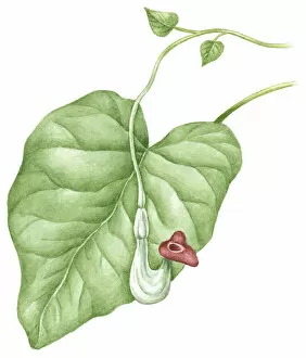Illustration of Aristolochia durior (Dutchman's Pipe), purple flower and green leaf