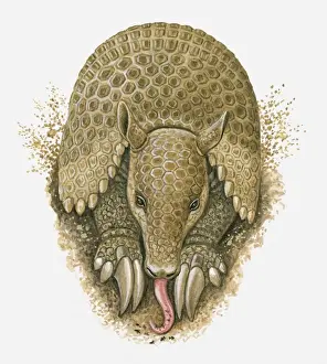 Long Prints: Illustration of Armadillo using tongue to lick up ants in burrow